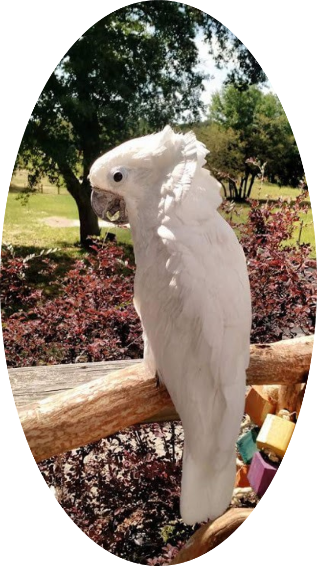Kelby - White Bird